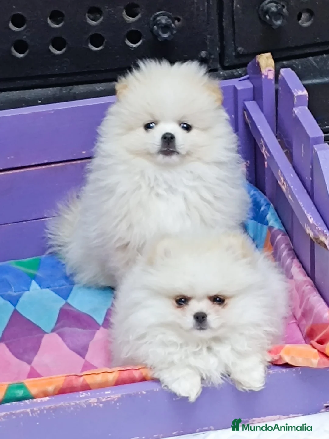 Pomerania perros en venta: Pomeranias  - Anuncio 1