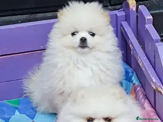 Pomerania perros en venta: Pomeranias - Anuncio 1