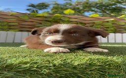 Border Collie perros en venta: BORDER COLLIE HEMBRA CHOCOLATE - Imagen 15