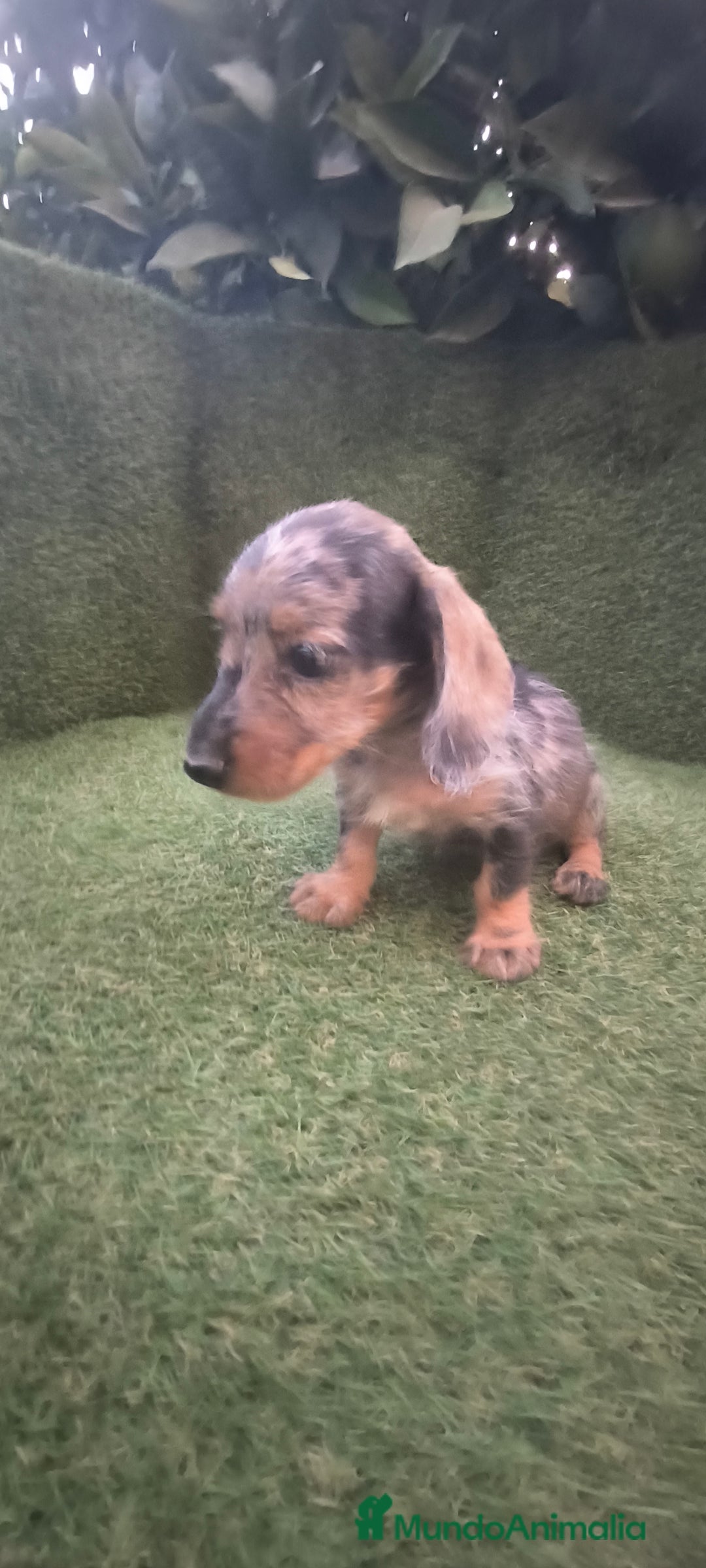 Teckel Miniatura perros en venta: teckel miniatura pelo basto arlequín y negro fuego - Imagen 7