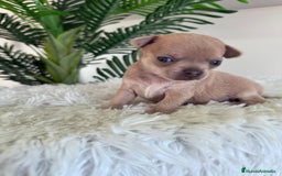 Chihuahua perros en venta: CHIHUAHUA MACHO-OJOS AZULES - Imagen 3