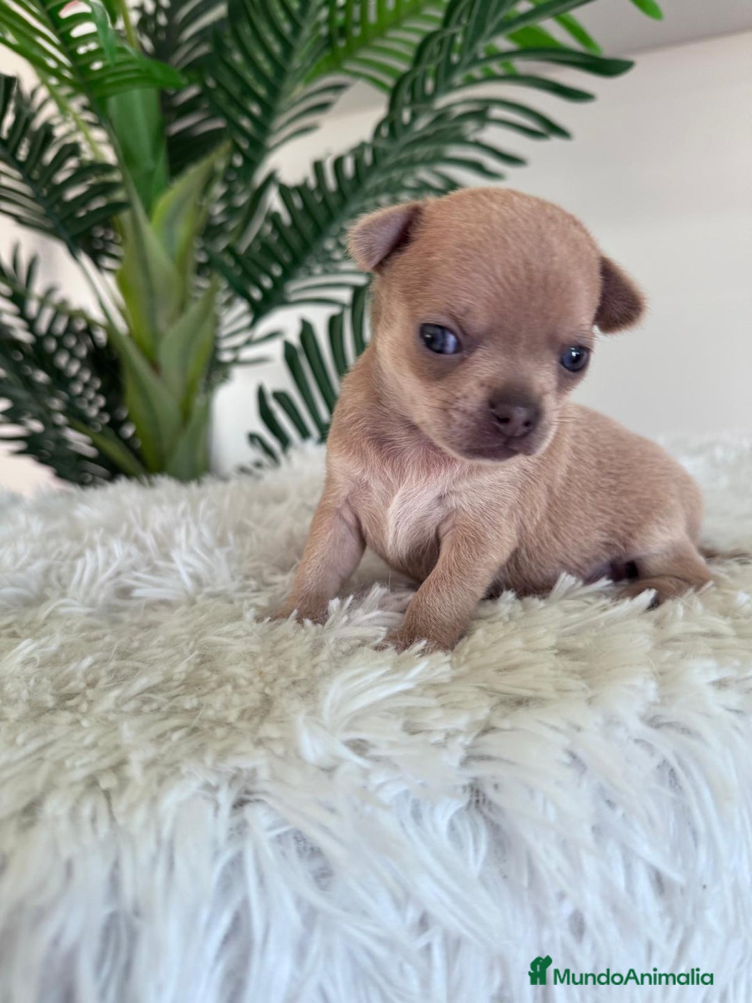 Chihuahua perros en venta: CHIHUAHUA MACHO-OJOS AZULES - Imagen 3