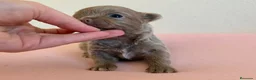 Chihuahua perros en venta: PRECIOSO CHIHUAHUA LINEA RUSA CABEZA DE MANZANA - Anuncio 3