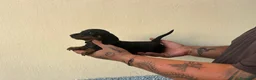 Teckel Miniatura perros en venta: KECKEL MINI HEMBRA  - Anuncio 3
