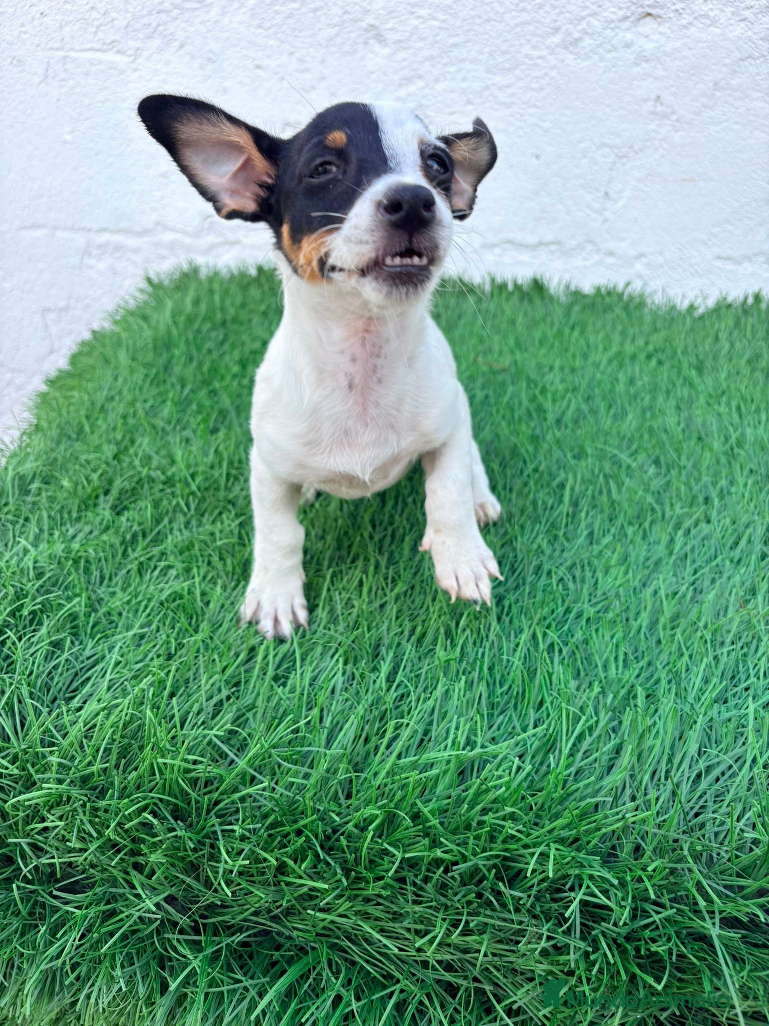 Jack Russell Terrier perros Jack Russell  - Anuncio 1