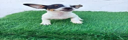 Jack Russell Terrier perros en venta: Jack Russell  - Anuncio 1