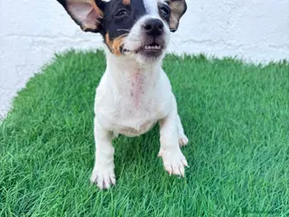 Jack Russell Terrier perros Jack Russell - Anuncio 1