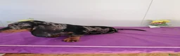 Teckel perros en venta: Preciosos teckel muy cariñosos  - Anuncio 3