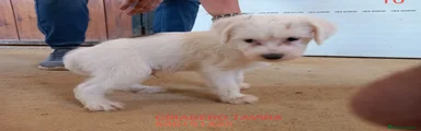 Otras razas Cachorro 2