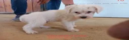 Otras razas perros en venta: Cachorritos Crestados Chinos. - Anuncio 2