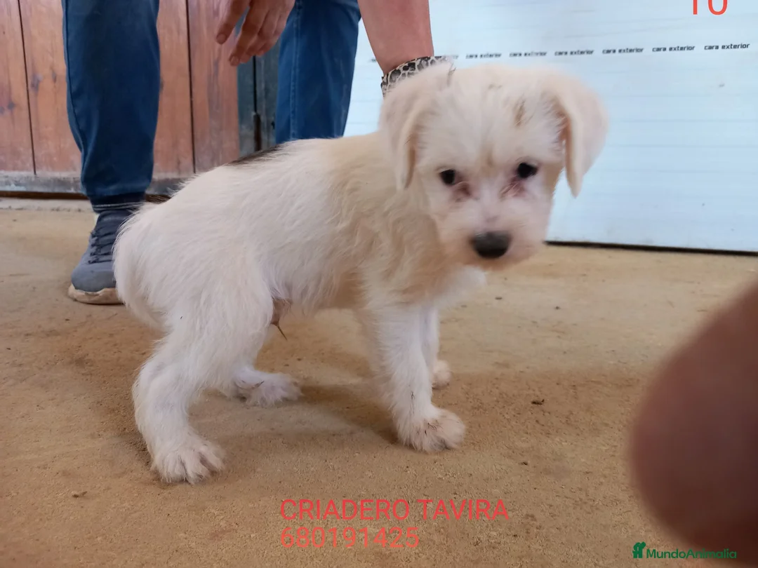 Otras razas perros en venta: Cachorritos Crestados Chinos. - Anuncio 2