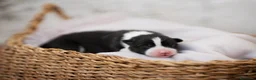 Border Collie perros en venta: Bordercollie de CAN CLARENS  en Barcelona - Anuncio 6