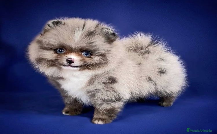Pomerania perros - Anuncio 6