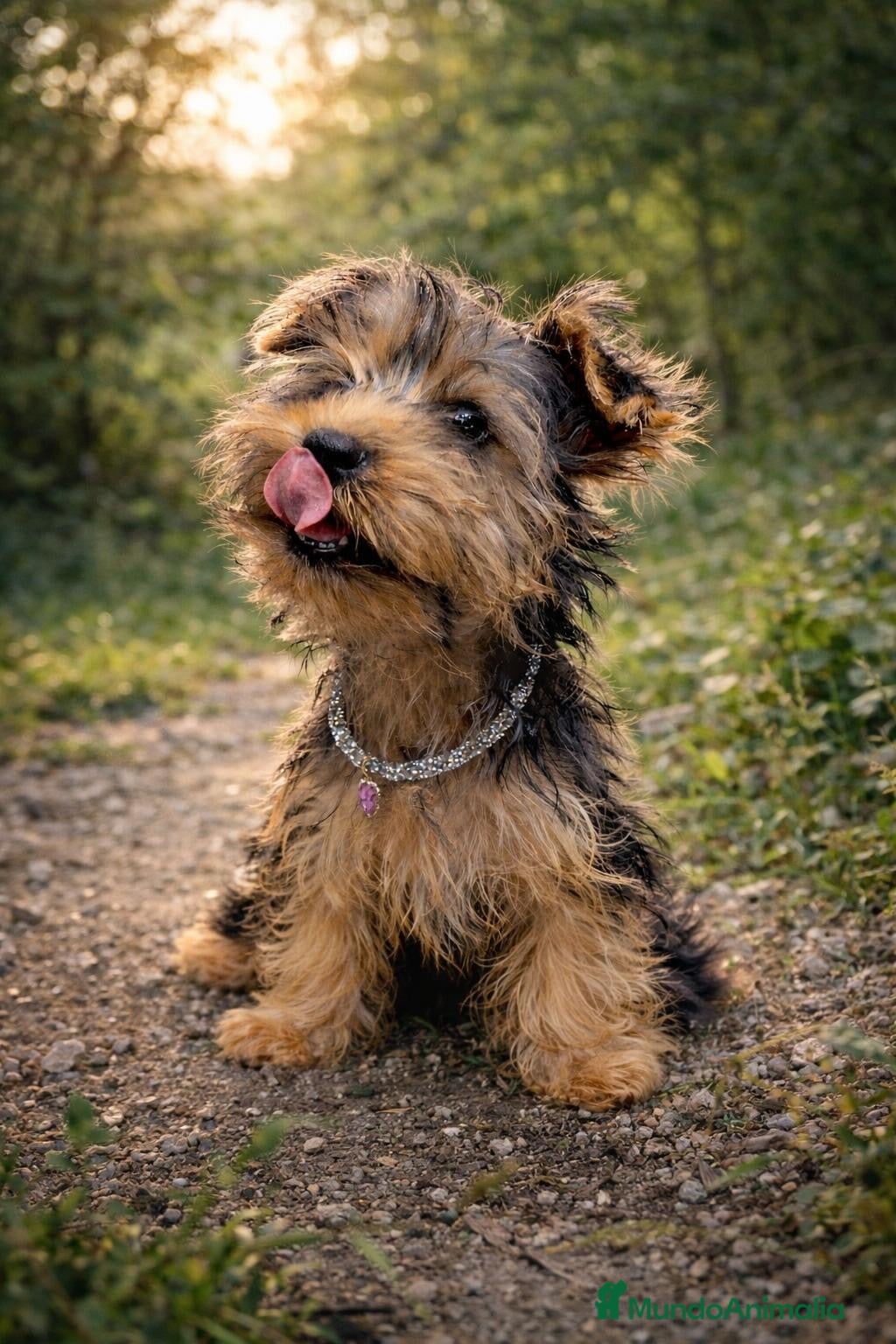 Yorkshire Terrier perros Macho Yorkshire de 3 meses🐾 - Anuncio 14