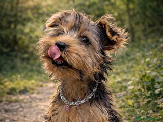 Yorkshire Terrier perros Macho Yorkshire de 3 meses🐾 - Anuncio 21
