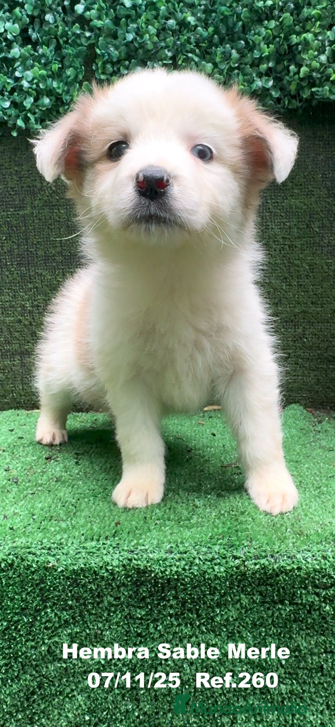 Border Collie perros en venta: Border Collie  - Anuncio 8