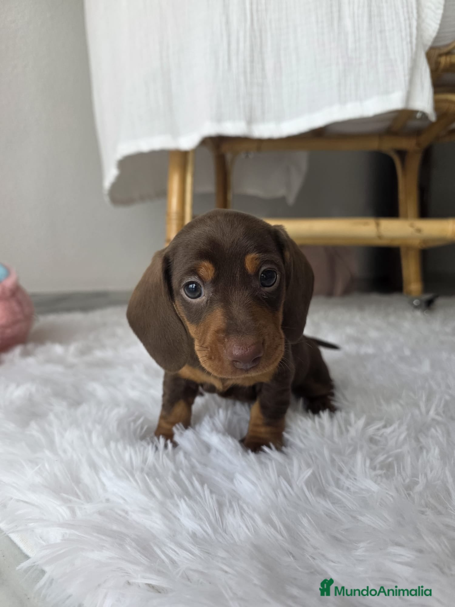 Teckel Miniatura perros TECKEL KANNINCHEN CHOCOLATE  - Anuncio 2