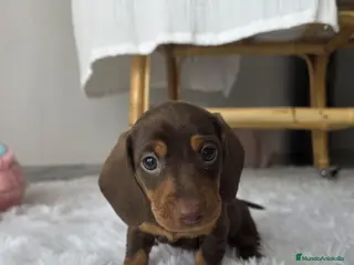 Teckel Miniatura perros TECKEL KANNINCHEN CHOCOLATE - Anuncio 2