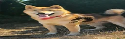 Shiba Inu perros en venta: Shiba inu - Anuncio 1