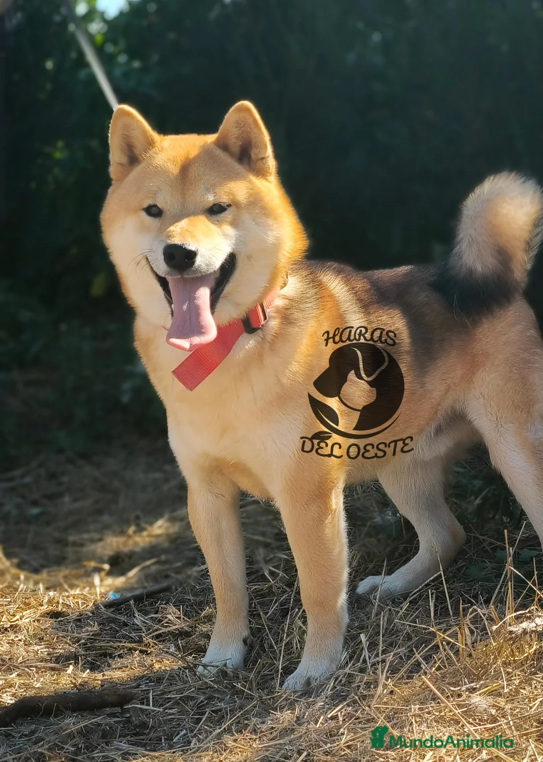 Shiba Inu perros en venta: Shiba inu - Anuncio 1
