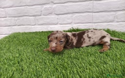Teckel Miniatura perros en venta: Cachorros de Teckel Arlequín chocolate  en Badajoz - Imagen 1