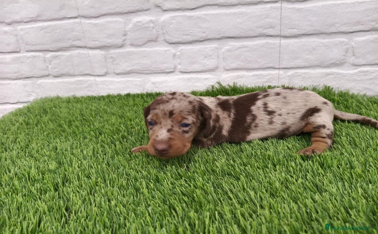 Teckel Miniatura perros en Badajoz - Anuncio 16
