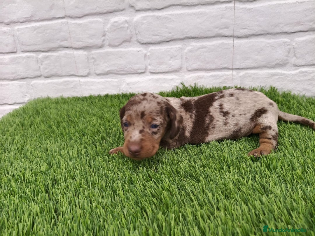 Teckel Miniatura perros en venta: Cachorros de Teckel Arlequín chocolate  en Badajoz - Imagen 1
