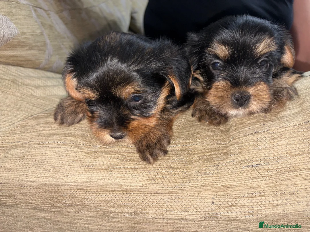 Yorkshire Terrier perros en venta: yorkshire terrier - Anuncio 2