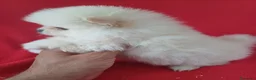Pomerania perros en venta: Pomerania  - Anuncio 2