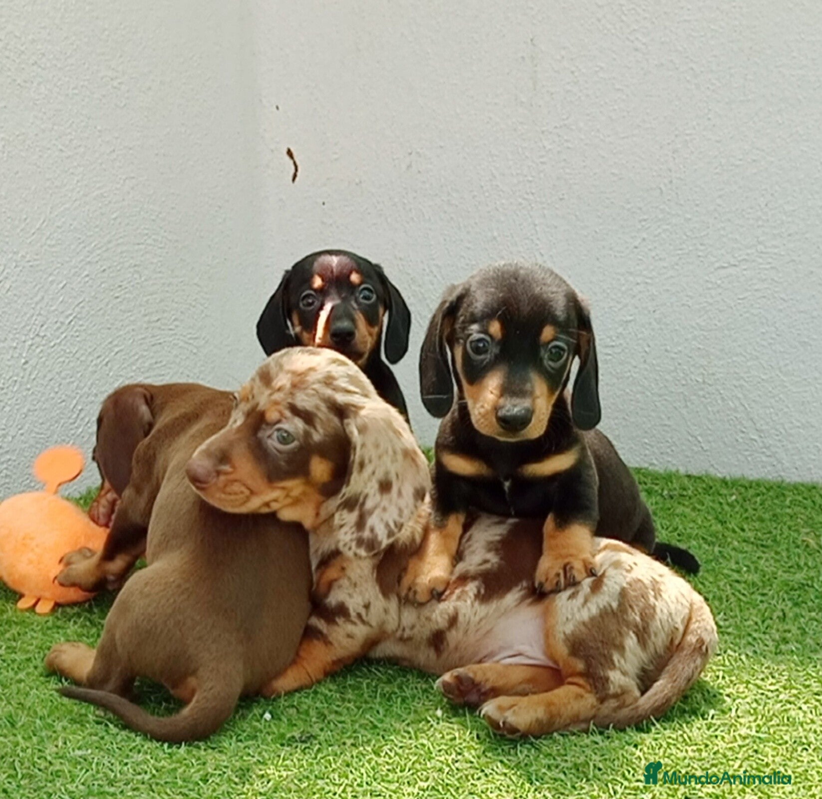 Teckel perros teckel - Anuncio 2