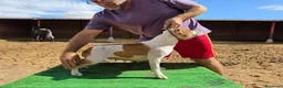 Staffordshire Bull Terrier perros en venta: Staffordshire Bull Terrier   - Anuncio 17