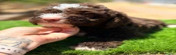 Perro de Agua Español perros en venta: CAMADA PERRO DE AGUA ESPAÑOL CALIDAD - Anuncio 4