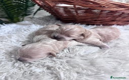 Maltipoo perros en venta: MALTIPOO - Anuncio 4