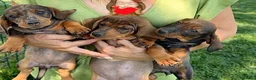 Teckel Miniatura perros en venta: Preciosa hembrita y macho Teckel mini choco Merle  - Anuncio 10