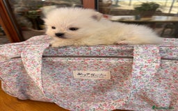 Pomerania perros en venta: Pomeranias Minis caritas de osito  - Imagen 3