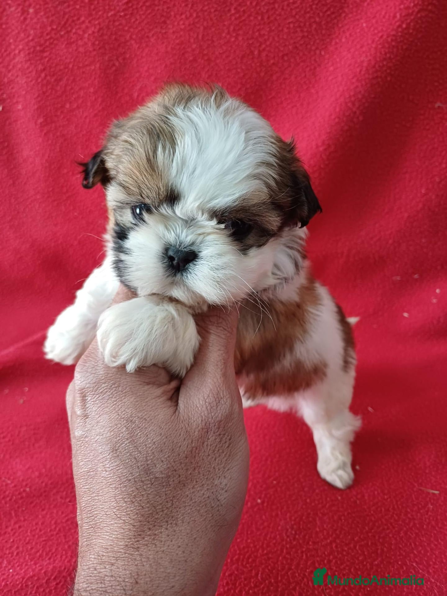 Shih Tzu perros Shitzhu  - Anuncio 1