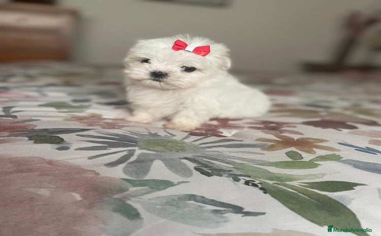 Bichón Maltés perros - Anuncio 1