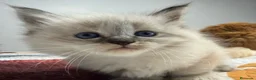 Neva Masquerade gatos en venta: Neva Masquerade - Anuncio 5