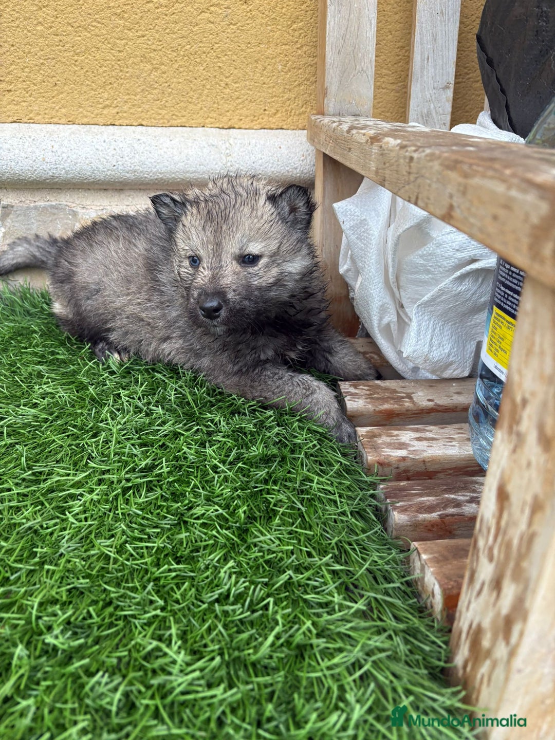 Husky Siberiano perros en venta: Husky siberiano macho agouti - Anuncio 10