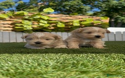Maltipoo perros en venta: MALTIPOO MACHO - Imagen 6