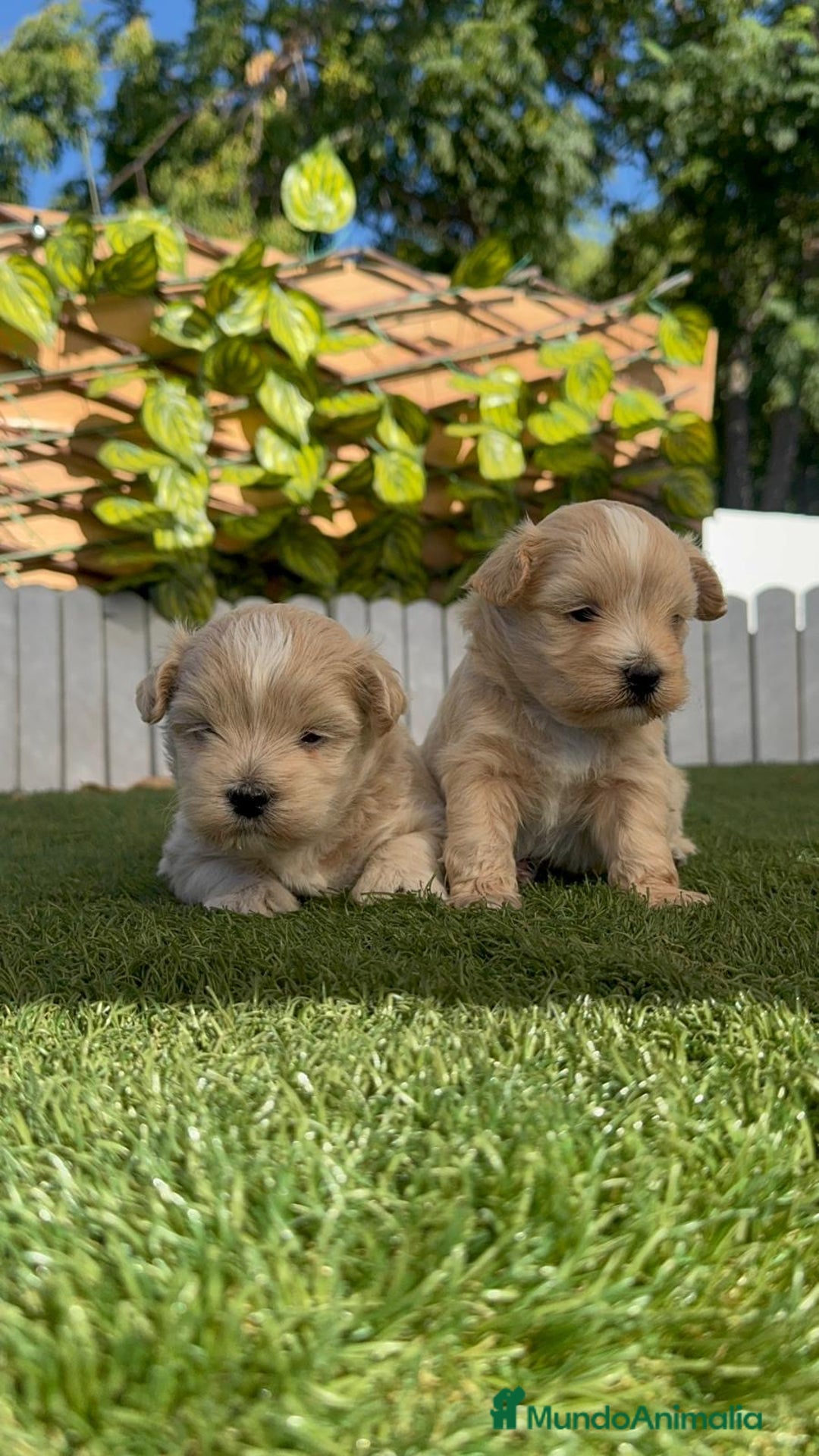 Maltipoo perros en venta: MALTIPOO MACHO - Imagen 6