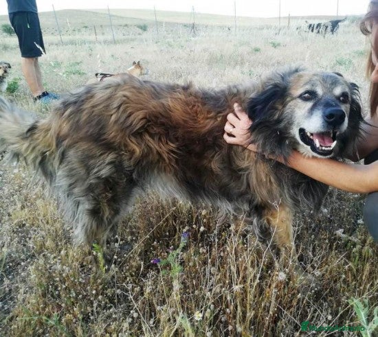 Raza Mixta perros CHAN, PERRITO EN ADOPCIÓN en Madrid - Anuncio 4