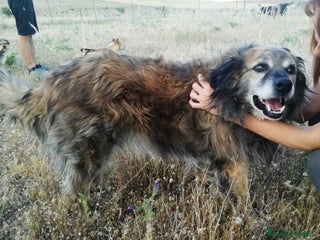 Raza Mixta perros en Madrid - Anuncio 7