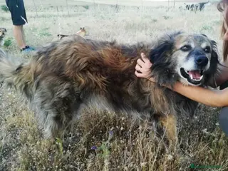 Raza Mixta perros CHAN, PERRITO EN ADOPCIÓN en Madrid - Anuncio 4