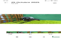 Pequeño Lebrel Italiano perros en venta: Pequeño lebrel italiano  - Imagen 8