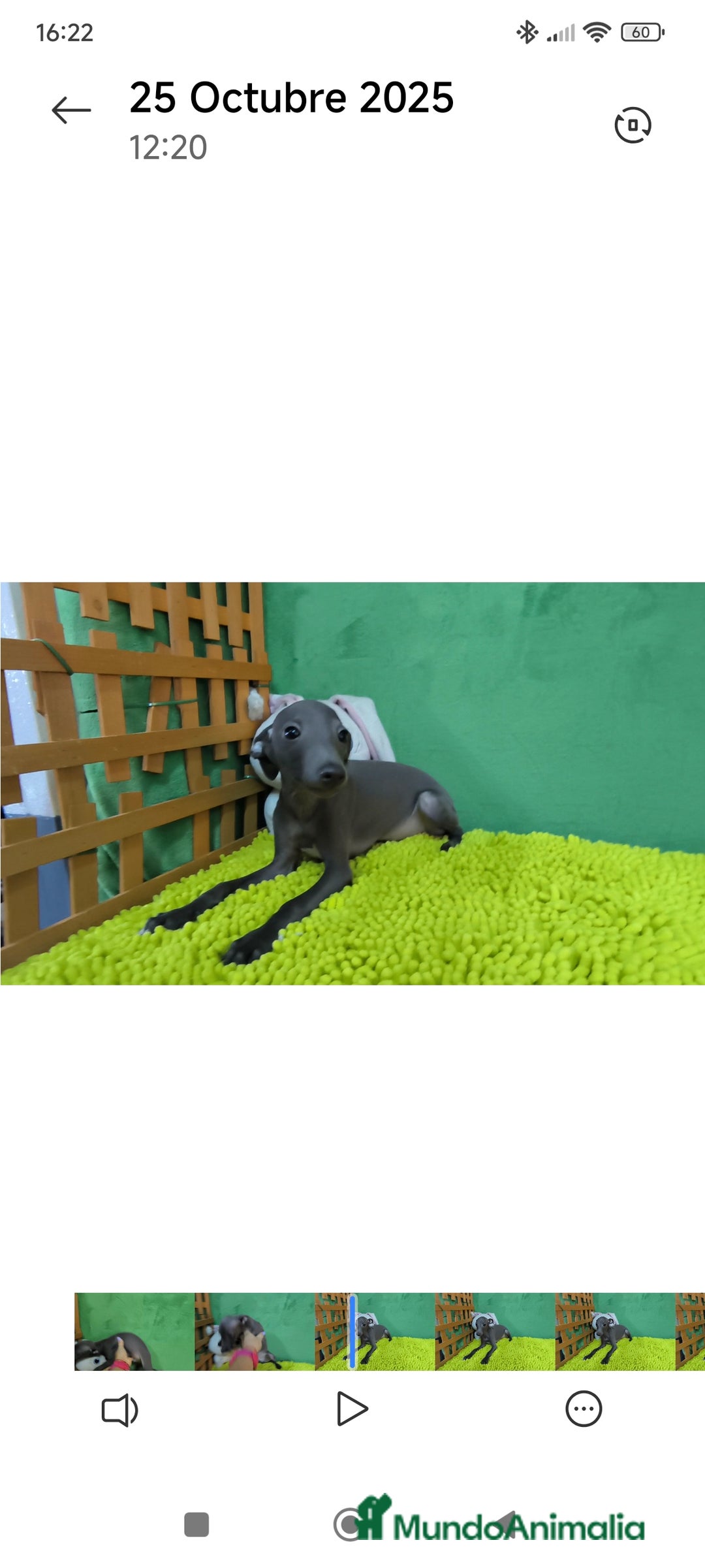 Pequeño Lebrel Italiano perros en venta: Pequeño lebrel italiano  - Imagen 8