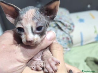 Sphynx gatos Camada Sphynx enero - Anuncio 3