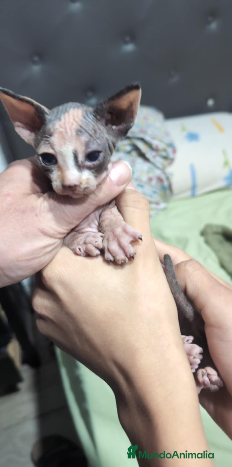 Sphynx gatos en venta: Camada Sphynx enero - Anuncio 2
