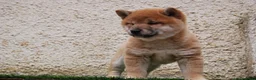 Shiba Inu perros en venta: SHIBA INU, CACHORROS DISPONIBLES en Madrid - Anuncio 9