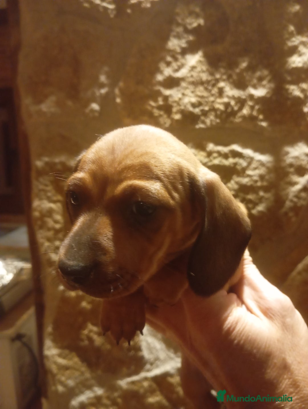 Teckel Miniatura perros en venta: Teckel miniatura Canichen  - Anuncio 2